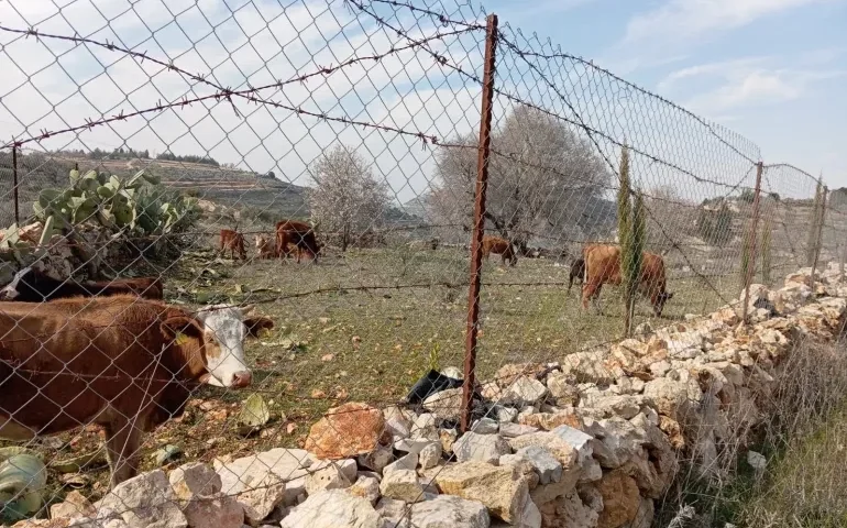 كيف سرق الاستيطان بهجة عيد الأضحى من المزارعين والفلسطينيين في الضفة؟