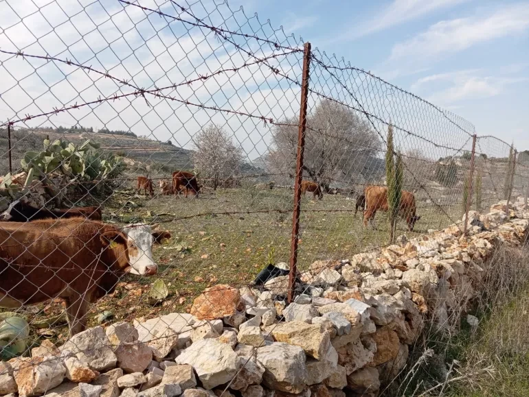 كيف سرق الاستيطان بهجة عيد الأضحى من المزارعين والفلسطينيين في الضفة؟