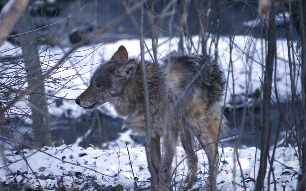 Ford says he howls ‘like a wolf’ to scare off Etobicoke coyotes
