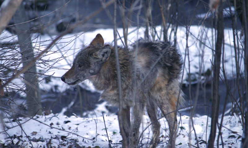 Ford says he howls ‘like a wolf’ to scare off Etobicoke coyotes