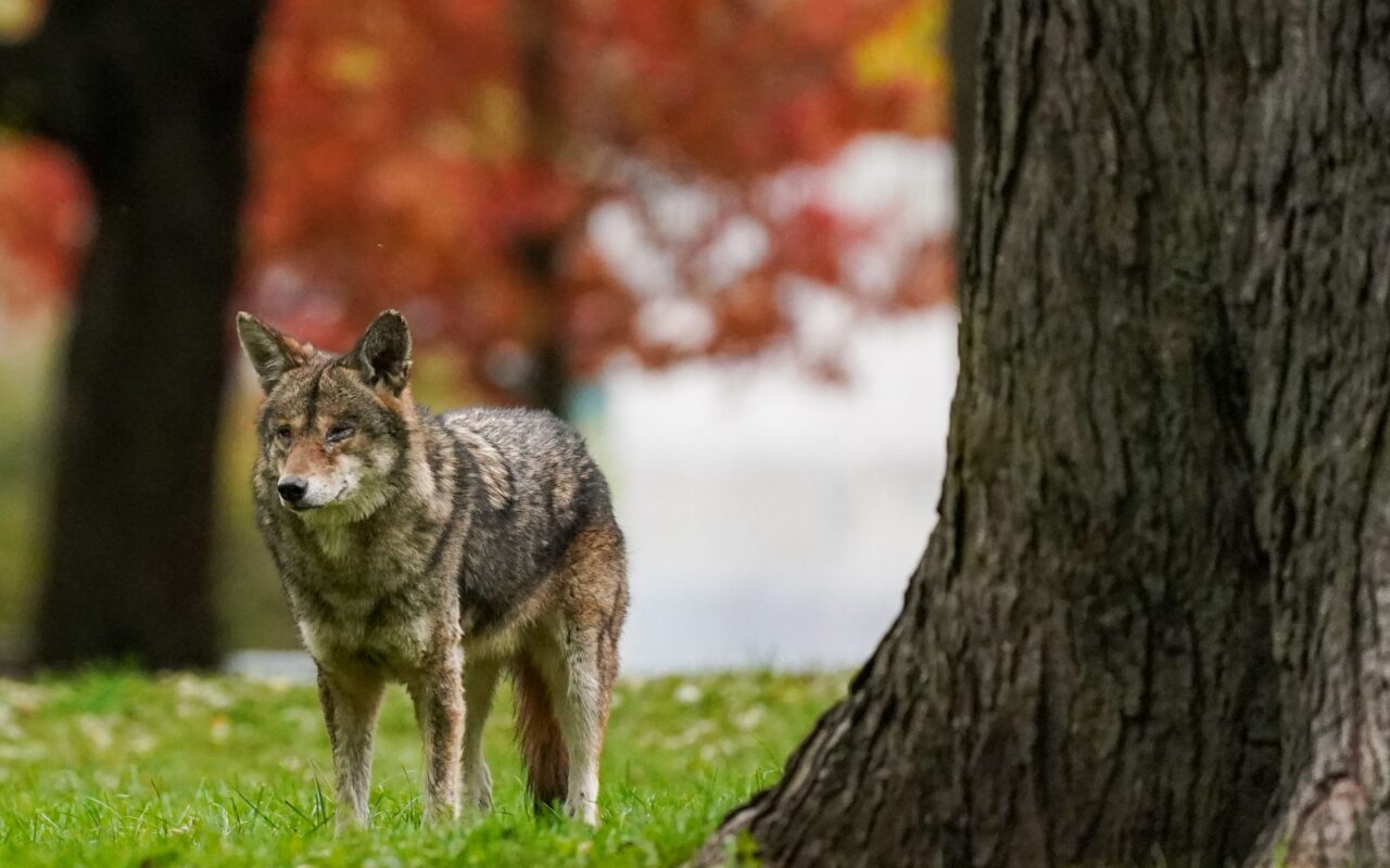Coyote bites child in head during attack near Toronto, retreats to woods