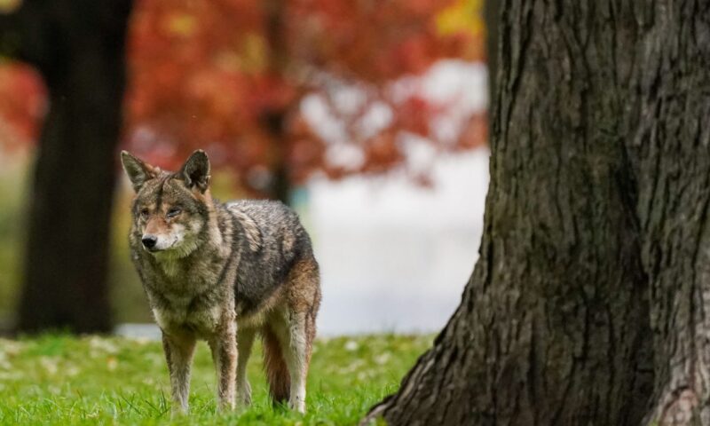 Coyote bites child in head during attack near Toronto, retreats to woods