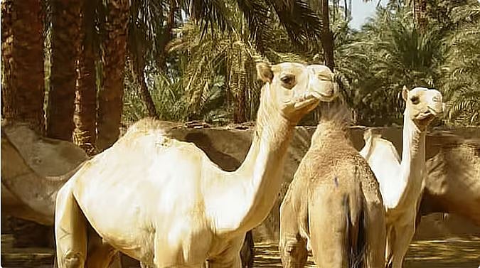 محمية الإمام عبدالعزيز بن محمد الملكية تطلق خدمة تصاريح عبور الإبل عبر “منصة العرمة” الرقمية