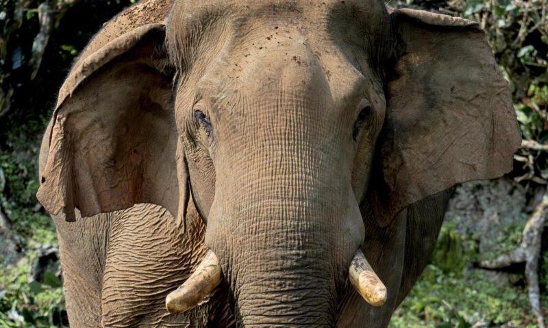 Kerala’s iconic wild elephant ‘Chillikomban’ dies after being washed away in Parambikulam Aliyar Project contour canal