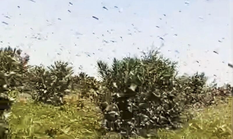 الجراد يعود إلى سماء إقليم الرشيدية ويهدد المحاصيل الزراعية والواحات