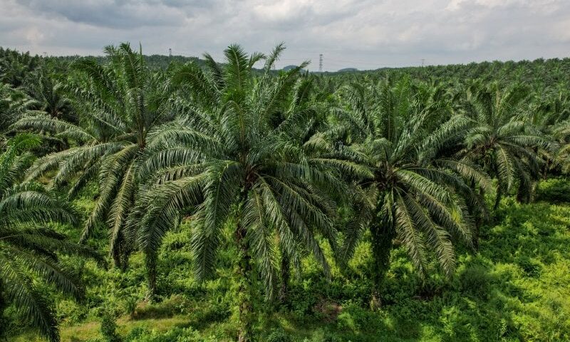 Sarawak Plantation earnings seen sensitive to CPO price swings, says PublicInvest