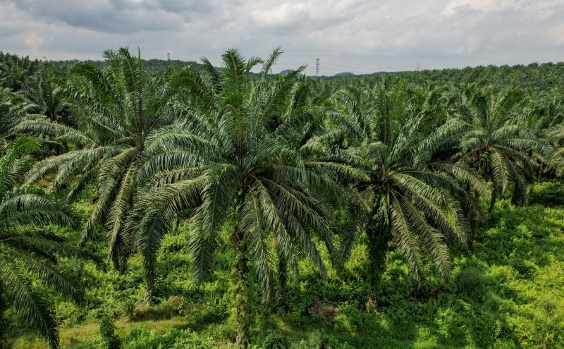 Sarawak Plantation earnings seen sensitive to CPO price swings, says PublicInvest