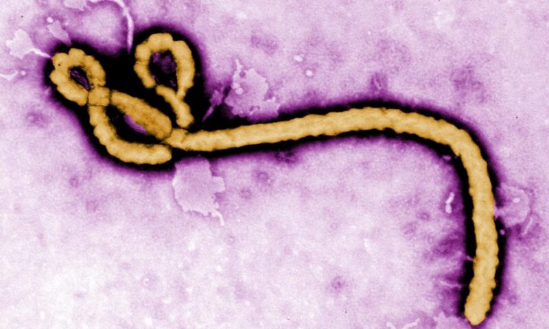 The latest developments on Ebola, hepatitis B, long Covid