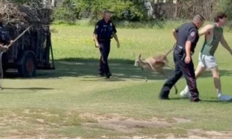 Escaped kangaroo dragged by its tail after being wrangled by police in Texas