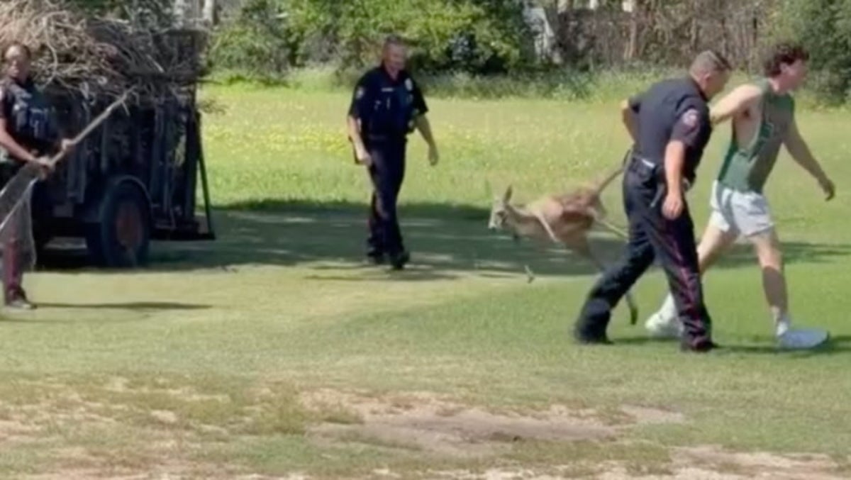Escaped kangaroo dragged by its tail after being wrangled by police in Texas
