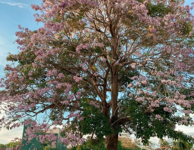 Viral tree in Tagbilaran brings ‘Cherry blossom’ vibes to locals
