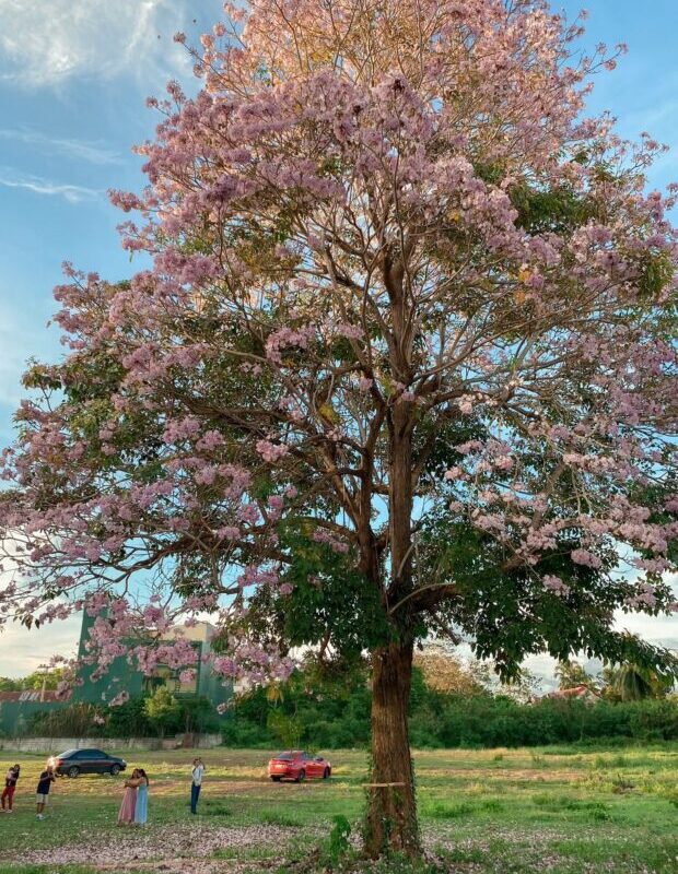 Viral tree in Tagbilaran brings ‘Cherry blossom’ vibes to locals