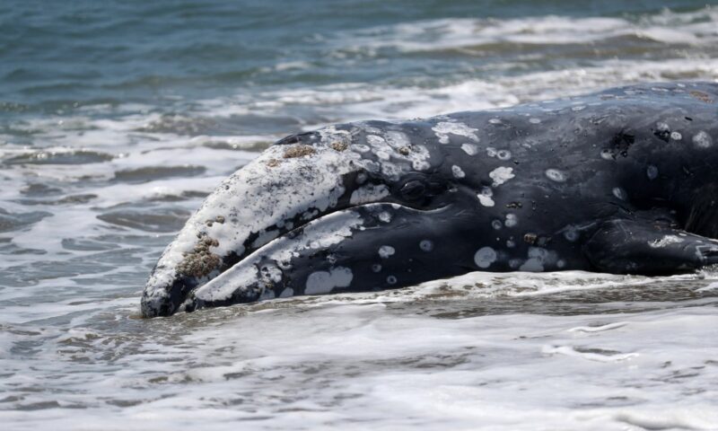 Nearly two dozen gray whales have already died of strandings this year on Northwest beaches