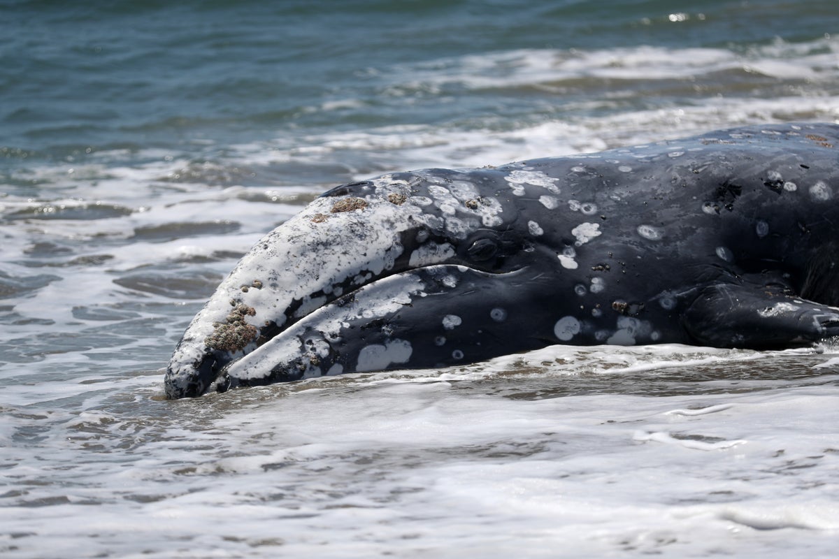 Nearly two dozen gray whales have already died of strandings this year on Northwest beaches