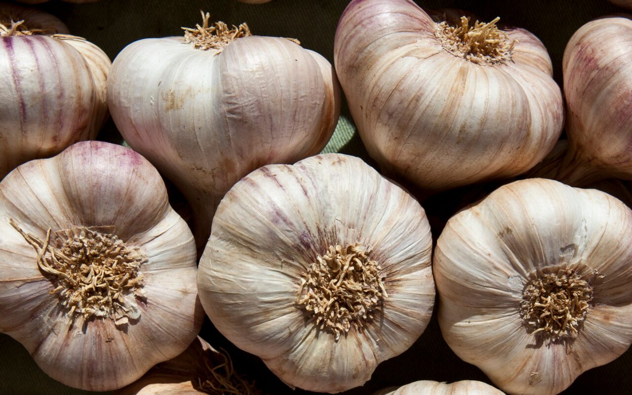 Why Garlic Repels Mosquitoes and Keeps Them From Breeding