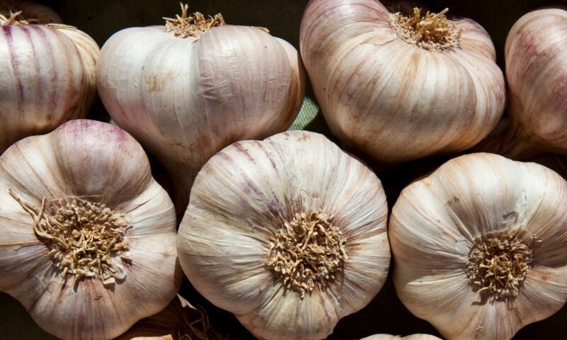 Why Garlic Repels Mosquitoes and Keeps Them From Breeding