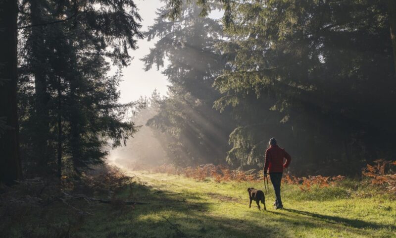 A new national forest the size of London could be coming to an area near you