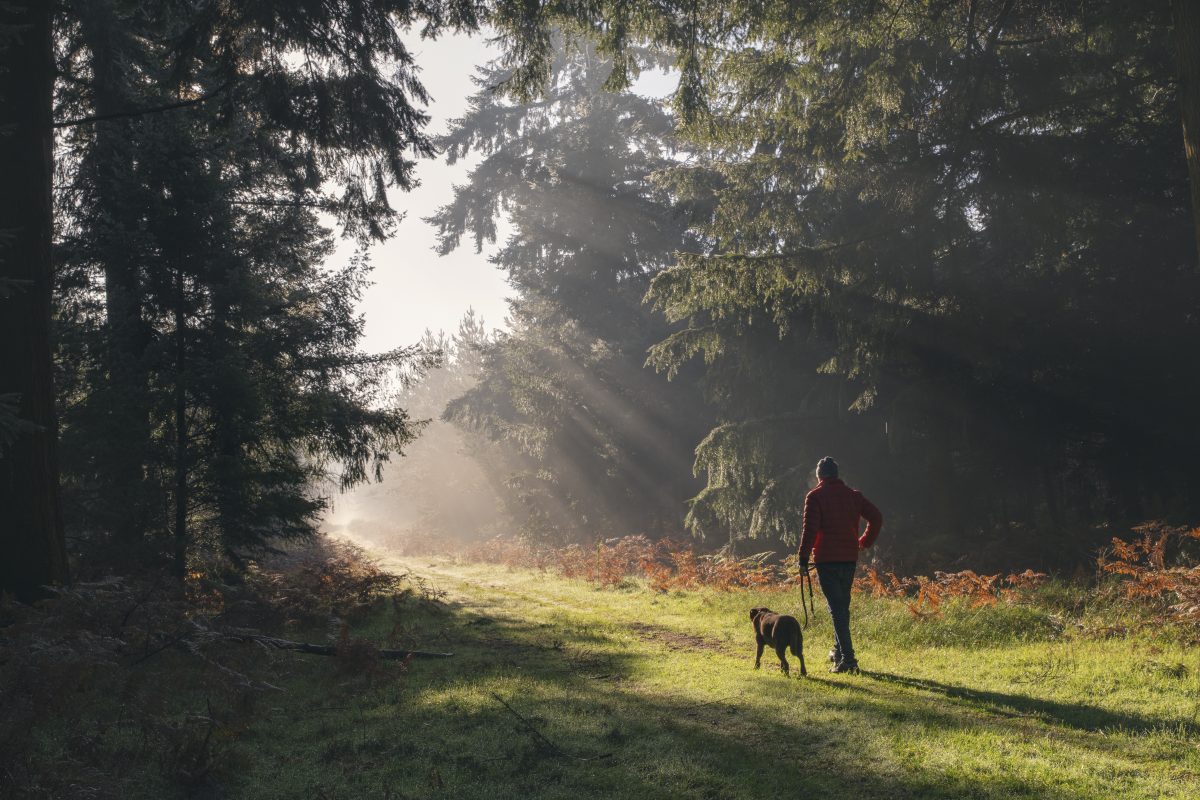 A new national forest the size of London could be coming to an area near you