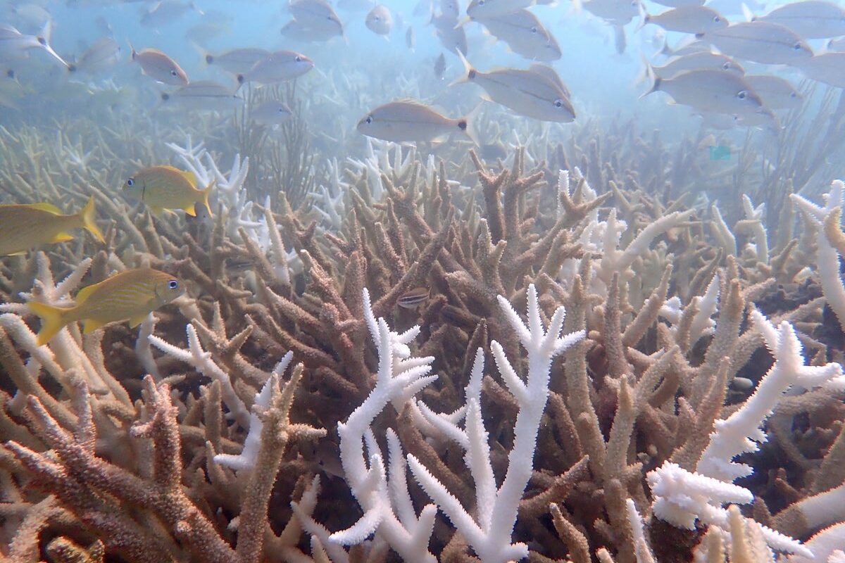 Researchers fear another hot summer could further cripple Florida’s already struggling coral reefs