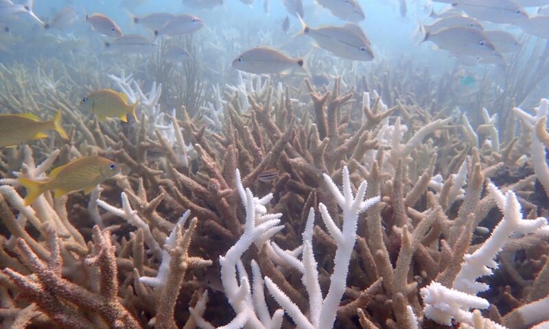 Researchers fear another hot summer could further cripple Florida’s already struggling coral reefs