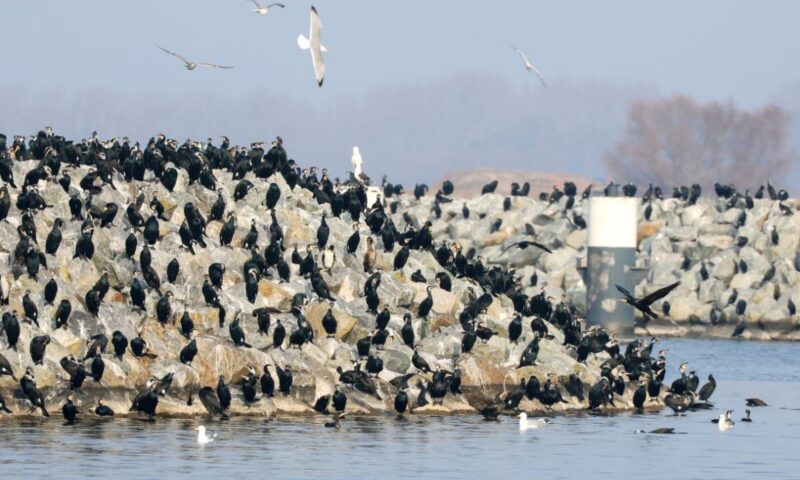 Ten countries claim cormorants decimate fisheries, demand cull