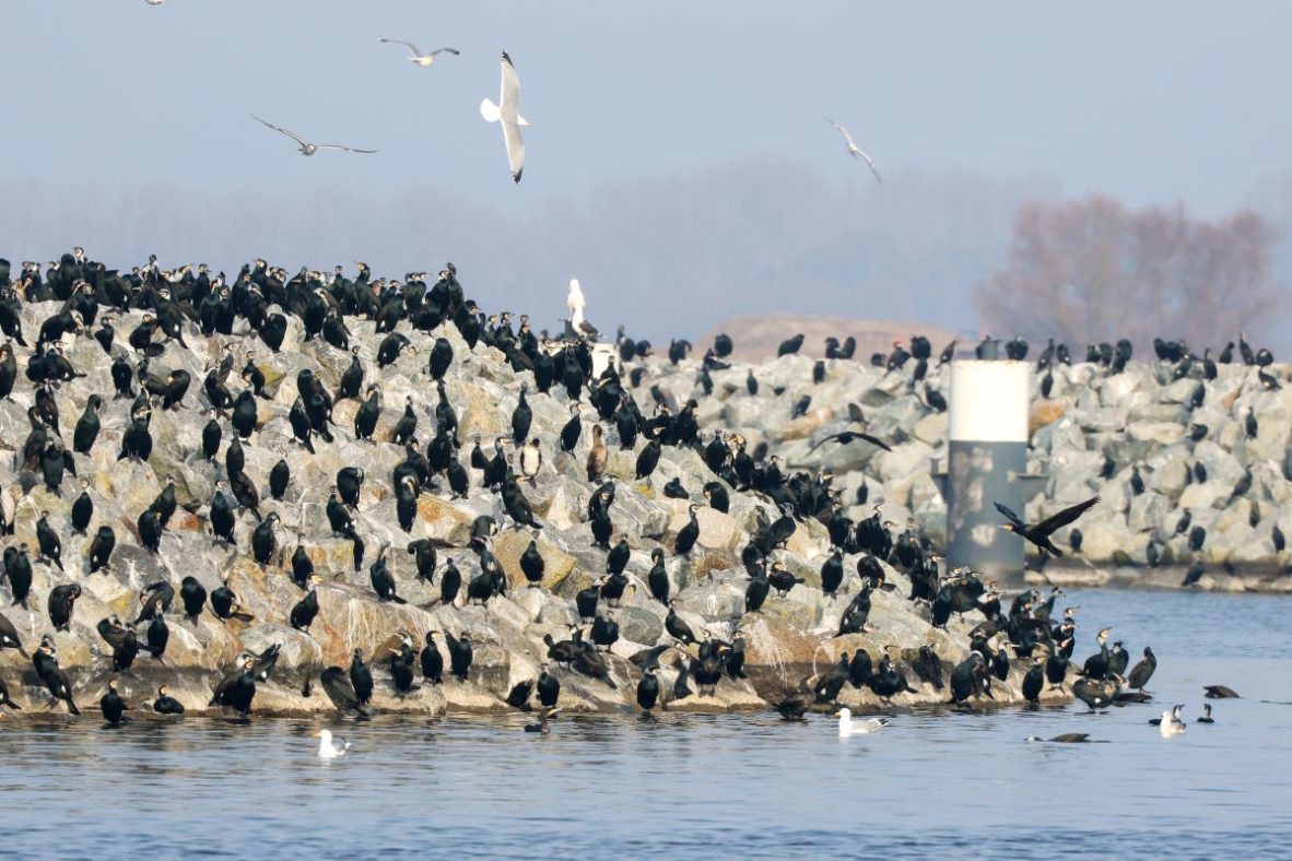 Ten countries claim cormorants decimate fisheries, demand cull