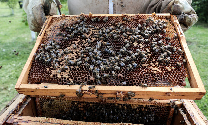 Polish beekeepers push back against alleged EU nature plan restrictions