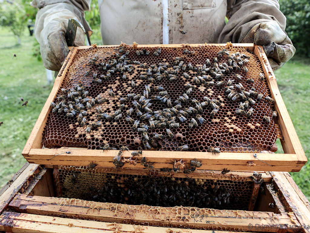 Polish beekeepers push back against alleged EU nature plan restrictions