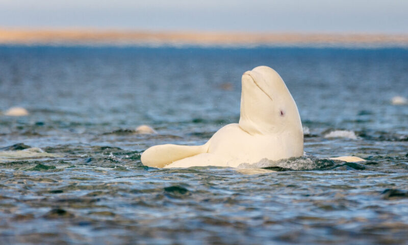Whatever the mirror test tells us, beluga whales pass it