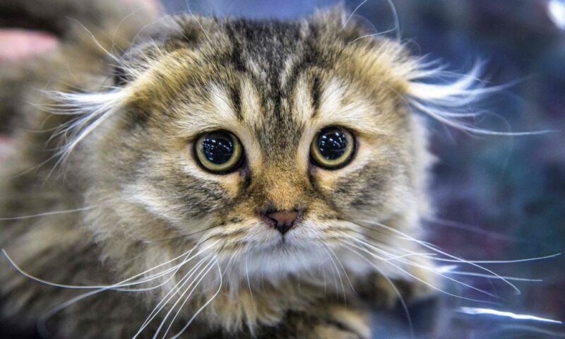Timid Cats 2026: Here are the 12 most shy and anxious breeds of adorable pet cat – including the loving Ragdoll 😺