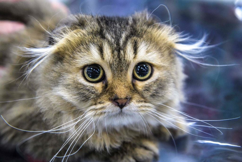 Timid Cats 2026: Here are the 12 most shy and anxious breeds of adorable pet cat – including the loving Ragdoll 😺