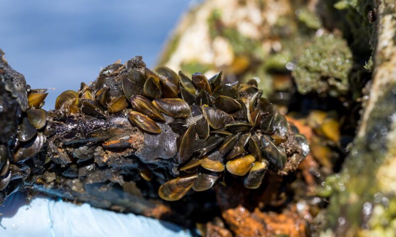 Experts warn about reach of this destructive invasive species threatening the West Coast