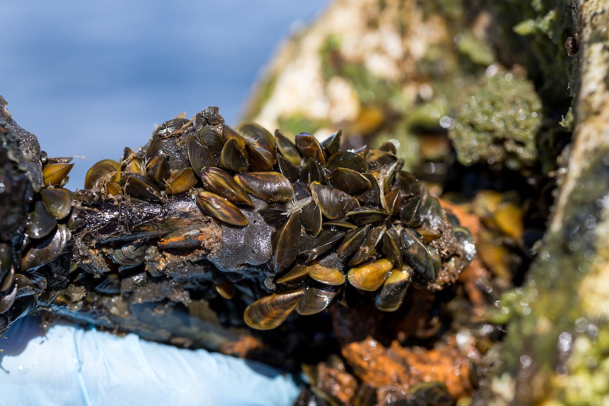 Experts warn about reach of this destructive invasive species threatening the West Coast