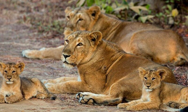 4 lion cubs die in Gujarat’s Gir forest region, 17 isolated amid viral infection scare