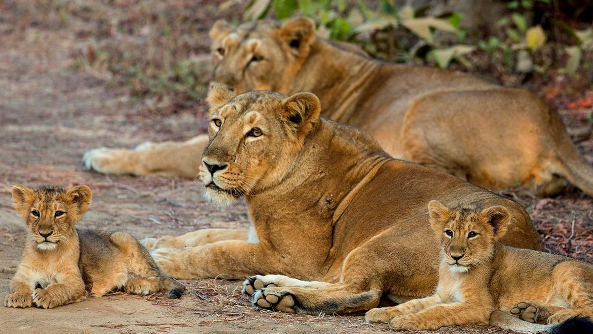 4 lion cubs die in Gujarat’s Gir forest region, 17 isolated amid viral infection scare