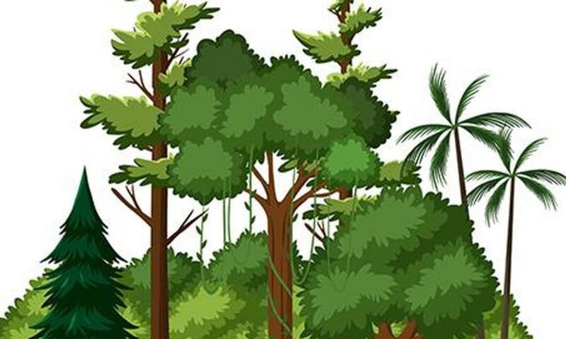 MGP backs BEML OHC, calls for alternative to tree felling