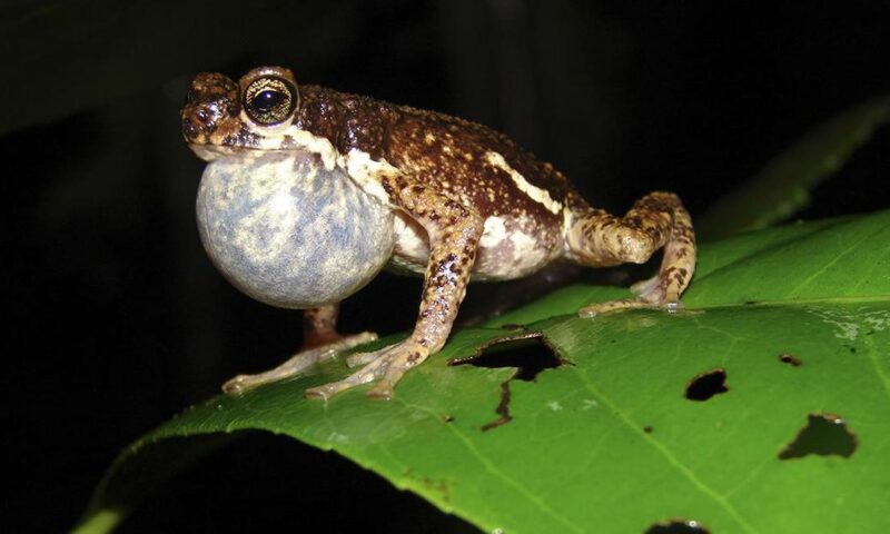 Apis cerana and Malabar Tree Toad to be declared State insect and amphibian