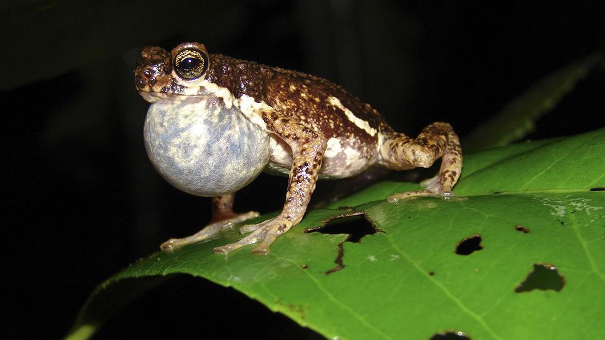 Apis cerana and Malabar Tree Toad to be declared State insect and amphibian