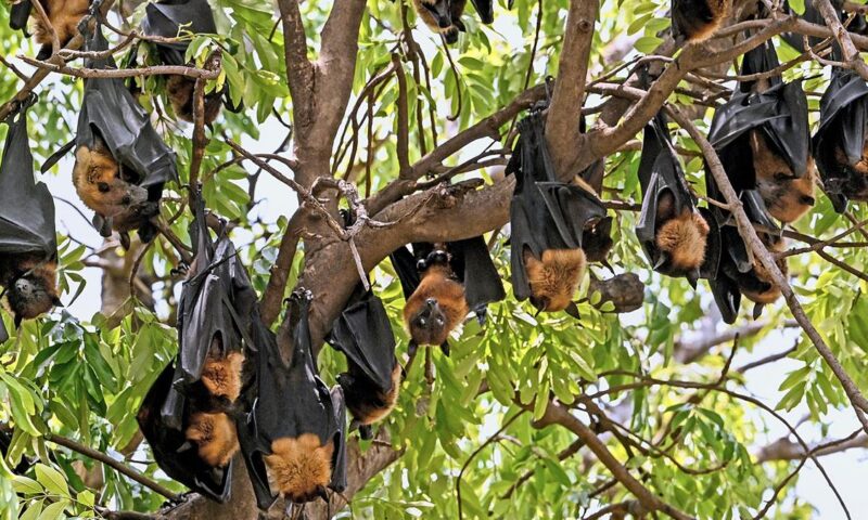 200 bats die due to heatwave in Chhattisgarh’s Korba