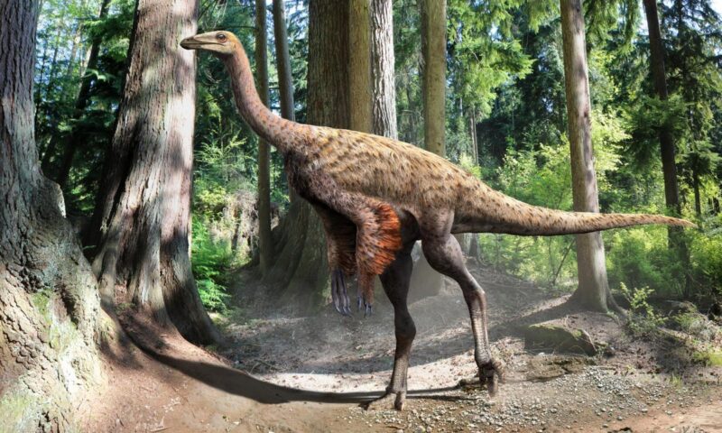Tail belonging to strange ostrich-like dinosaur discovered off coast of Canada