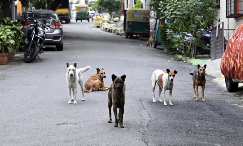 Stray dog euthanasia: Bengaluru civic bodies to have separate committees to assess requirement and ensure transparency