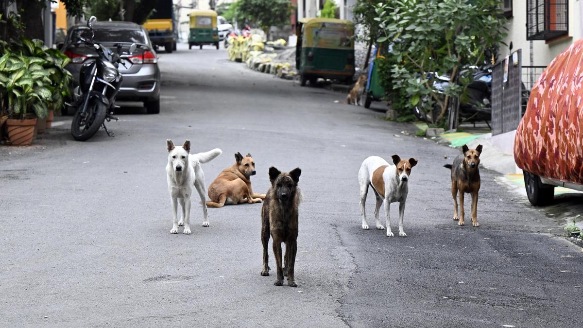 Stray dog euthanasia: Bengaluru civic bodies to have separate committees to assess requirement and ensure transparency