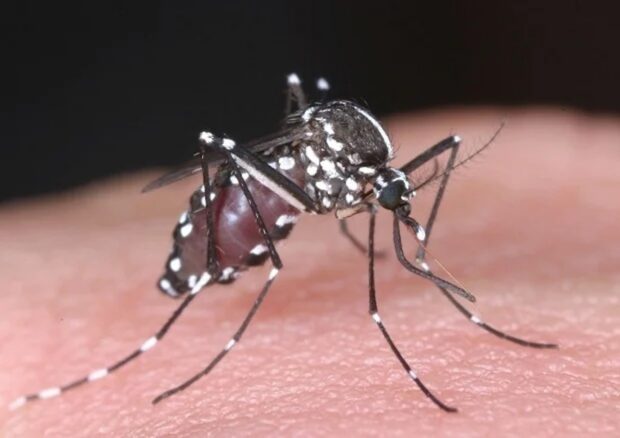 Rise in dengue cases in CV seen this summer —DOH-7