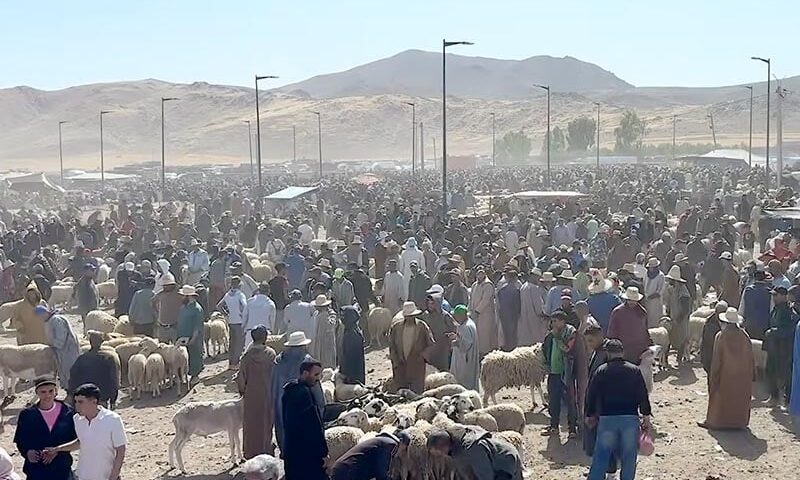 الأضاحي بسوق “جمعة المعدن الأصفر”