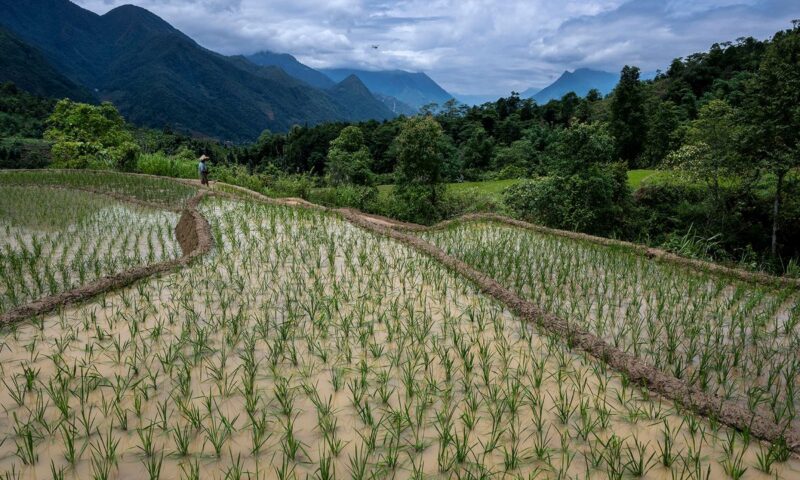 The planet may become too hot for rice to be cultivated in many areas it currently exists