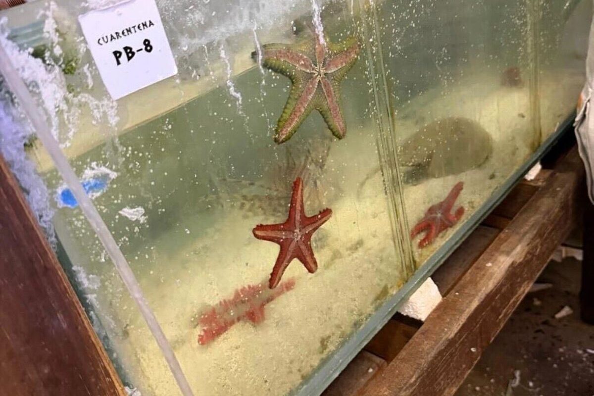 Argentina seized over 700 trafficked exotic marine animals shipped from Kenya