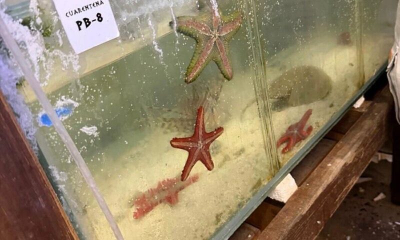 Argentina seized over 700 trafficked exotic marine animals shipped from Kenya