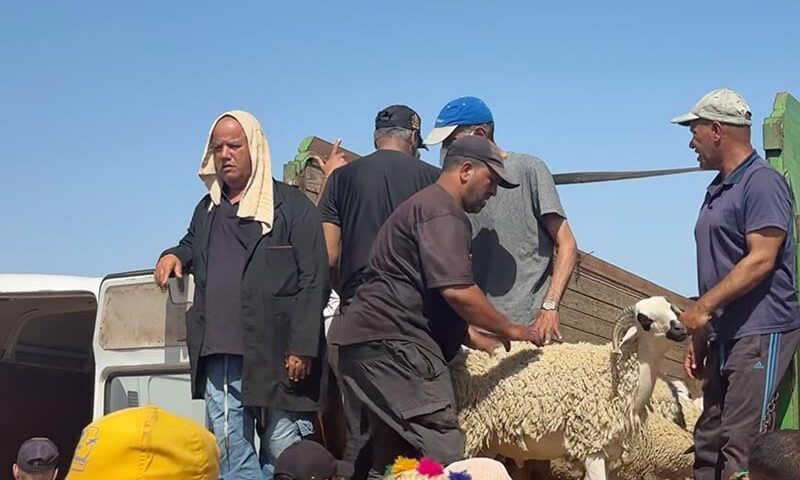 أسعار الماشية في القنيطرة
