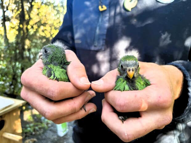 Love birds: twice-extinct parakeet gets lifeline from randy pair