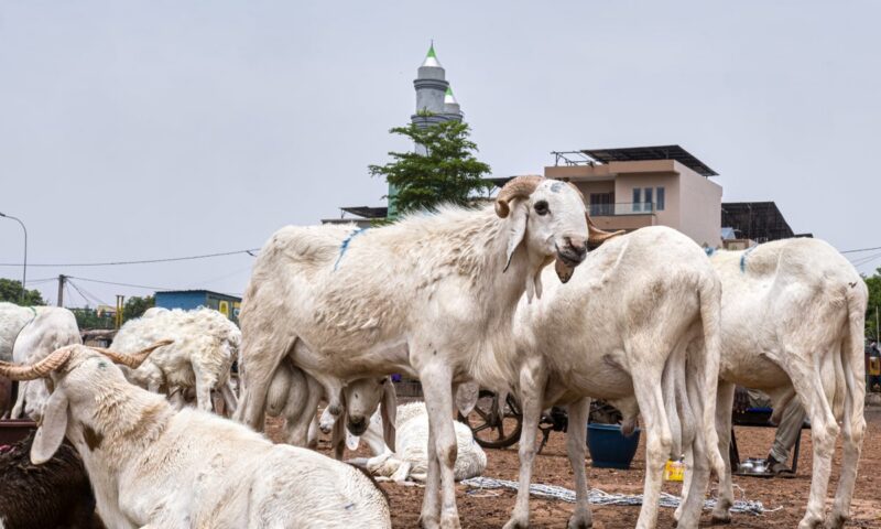 An Al-Qaida-linked blockade is fueling a sheep shortage in Mali – threatening Eid celebrations